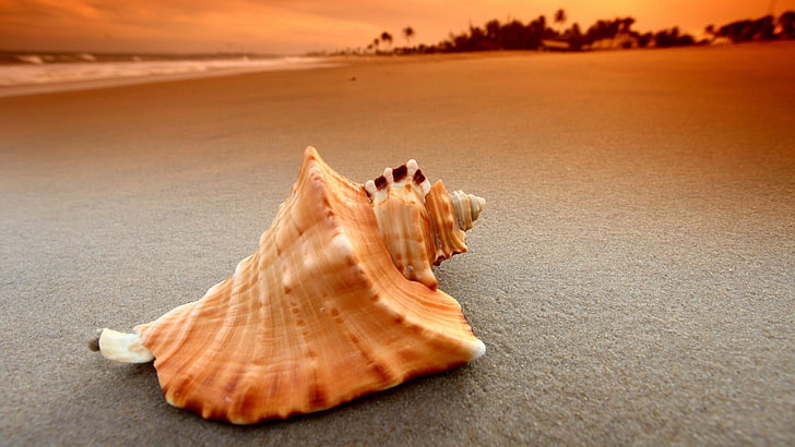 seashell, beach, sandy, shell, summertime, HD wallpaper