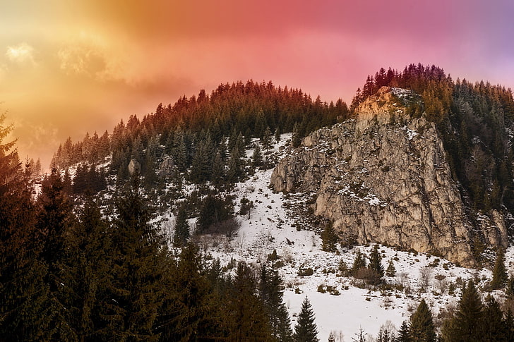 pemandangan, salju, pohon pinus, Wallpaper HD