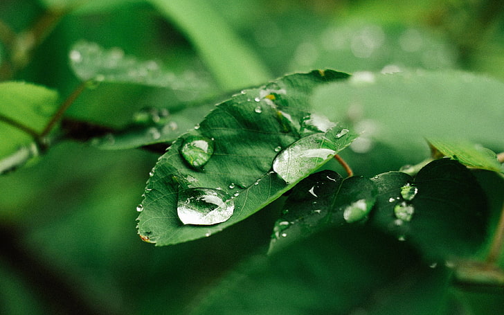 leaf, rain, green, nature, forest, HD wallpaper