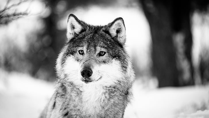 الذئب ، الحياة البرية ، الأسود والأبيض ، التصوير أحادي اللون ، التصوير الفوتوغرافي ، الفراء ، الشتاء، خلفية HD