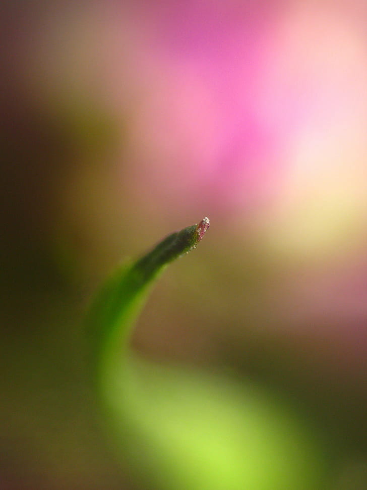 untitled, life, photography, untitled, macro, bokeh, closeup, dof, cactus  flower, leaf, curve, cheap, advice, canon, gy, 4x, Bravo, Faves, explore, best, good, most  excellent, incredible, super, gorgeous, awesome, favorite, superior, fantastic, wow, winner, award, phenomenal, stunning, beautiful, flickr, book, nature, plant, close-up, green Color, freshness, HD wallpaper
