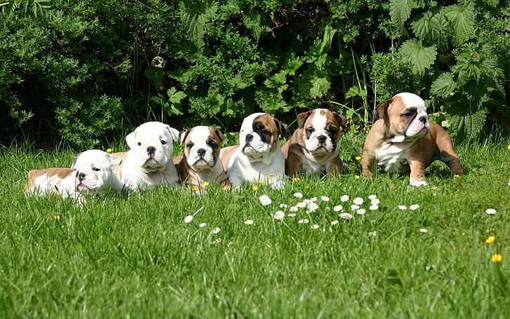 Cães, Bulldog, Bonito, Filhote De Cachorro, HD papel de parede