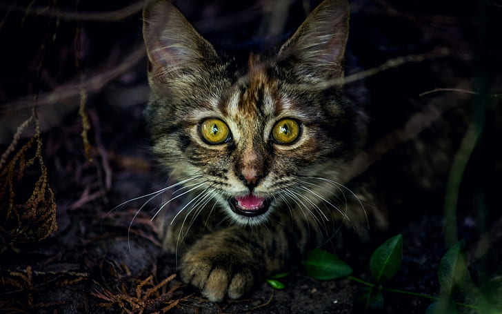 Sevimli kedi yavrusu yüzü, sarı gözler, Sevimli, Yavru kedi, Yüz, Sarı, Gözler, HD masaüstü duvar kağıdı