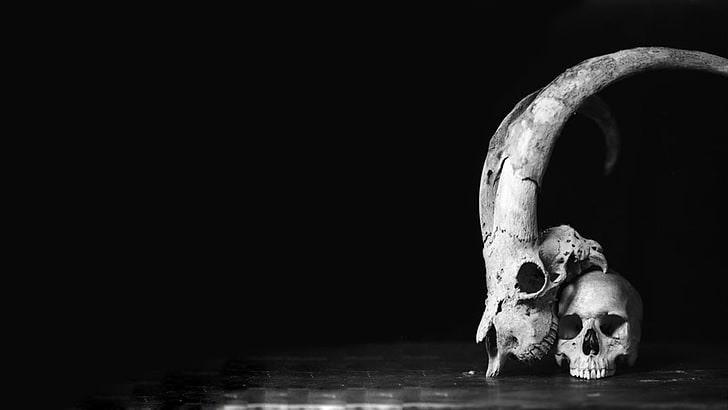 skull, black, white, horns, monochrome, HD wallpaper
