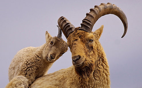 horns, goat, Western Caucasian Tur, Caucasian Tur, Alpine rock goat, Caucasian mountain goat, HD wallpaper HD wallpaper