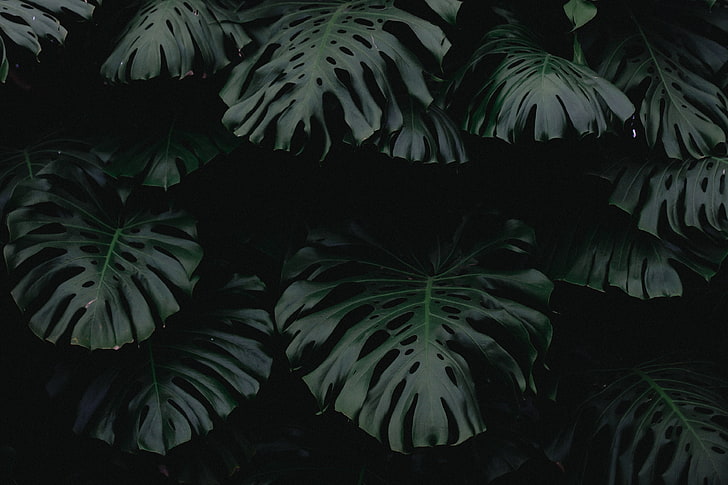 feuilles vertes, feuille, vert, sombre, plante, Fond d'écran HD