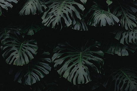 green leaves, leaf, green, dark, plant, HD wallpaper HD wallpaper