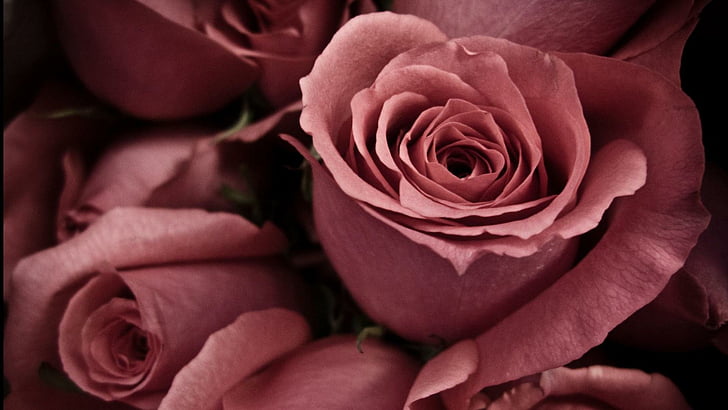Blumen, Rose, rote Rose, Tapete, hd, HD-Hintergrundbild