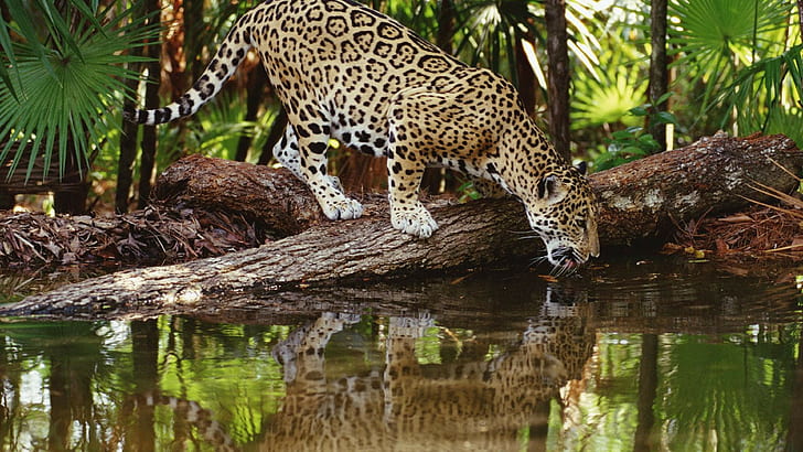animals jaguars reflection, HD wallpaper