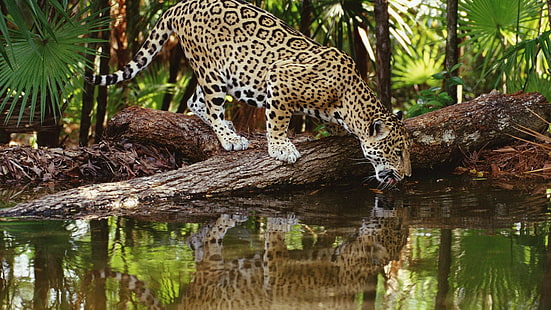 reflexión de jaguares animales, Fondo de pantalla HD HD wallpaper