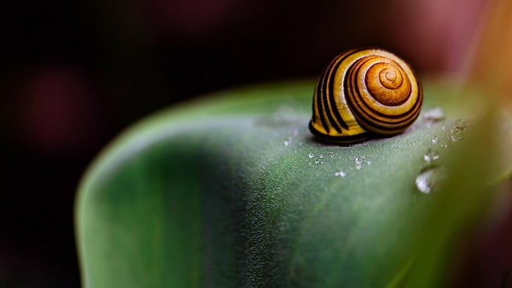 Snail, Seashell, Macro, snail, seashell, macro, HD wallpaper