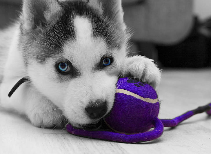logo, toy, puppy, close-up, dog, animal, wolf, black and white, ball, violet, playing, gray, paws, pup, Siberian Husky, tennis ball, leash, Siberian Dog, Animal beauty, HD wallpaper
