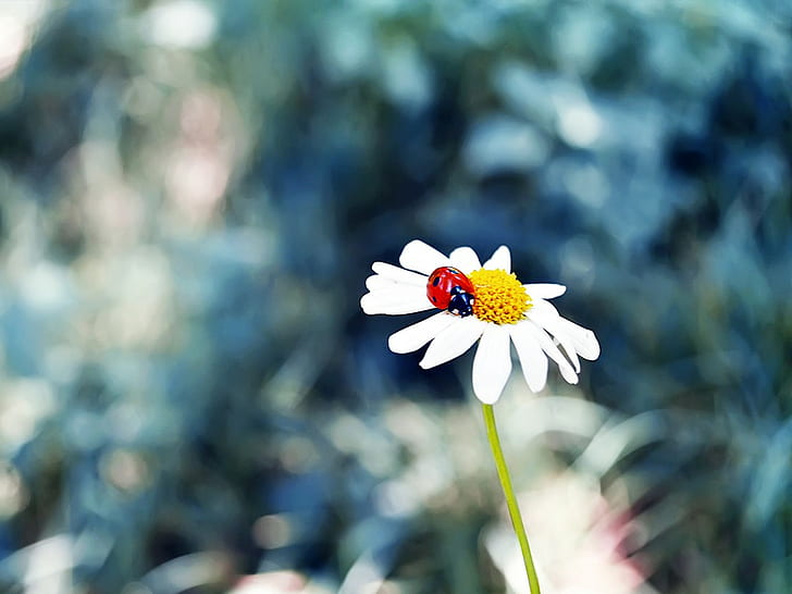 Blumen, Marienkäfer, Gras, Insekt, HD-Hintergrundbild