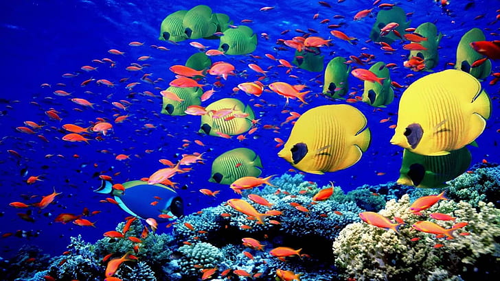 животни, ярки, цветове, корали, риби, живот, риф, море, плуване, под вода, HD тапет