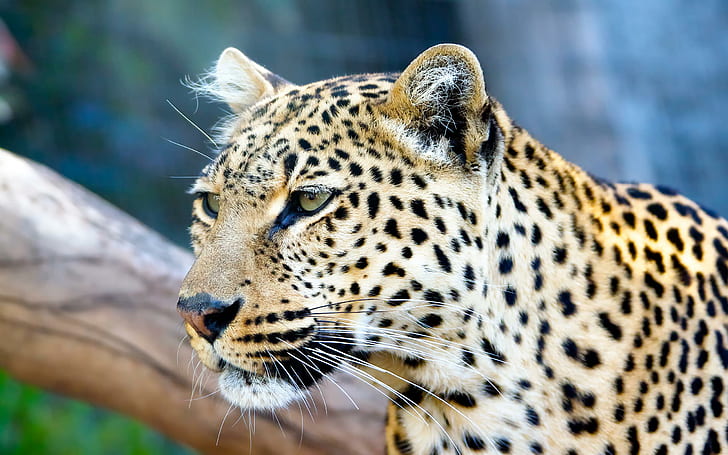 Леопарды смотрят, леопард, кошки, красивые, животные, HD обои