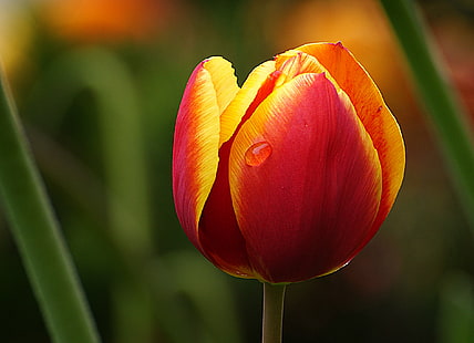 czerwony i żółty kwiat w makro krótkie, tulipan, tulipan, tulipan, czerwony, żółty, kwiat, makro, krótki, kwitnie, tulipany, Sony DSLR-A300, domena publiczna, poświęcenie, CC0, zdjęcia, natura, roślina, wiosna, płatek , piękno w naturze, lato, kwiat Head, świeżość, Tapety HD HD wallpaper
