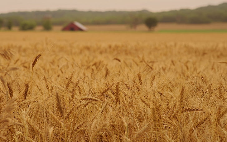 gandum, bidang, makro, alam, latar belakang, layar lebar, gandum hitam, spikelets, telinga, spike, layar penuh, s, layar penuh, Wallpaper HD
