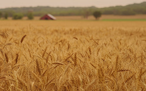 wheat, field, macro, nature, background, widescreen, rye, spikelets, ears, spike, full screen, s, fullscreen, HD wallpaper HD wallpaper