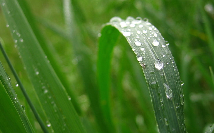 grass, water drops, leaves, HD wallpaper