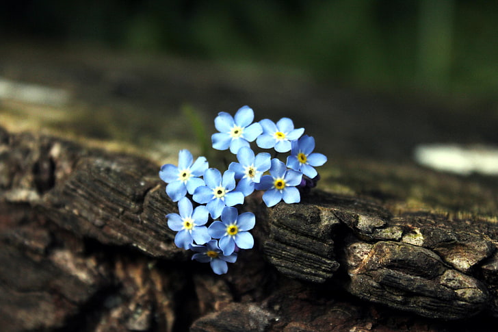 blue forget-me-not flowers, flowers, tree, blue, brown, forget-me-nots, HD wallpaper
