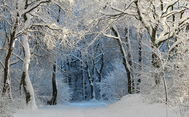 Into the Forest, Winter, วอลเปเปอร์ดิจิตอลในป่า, ซีซั่นส์, ฤดูหนาว, ธรรมชาติ, สีขาว, ต้นไม้, ป่า, หนาว, เส้นทาง, หิมะ, เต็มไปด้วยหิมะ, ห่างออกไป, ธุดงค์, ฤดูหนาว, เวทมนตร์จากหิมะ, เวทมนตร์ในฤดูหนาว, ความฝันในฤดูหนาว, ป่าฤดูหนาว, ทางเดินป่า, edgeofthewoods เส้นทางเดินป่า, วอลล์เปเปอร์ HD