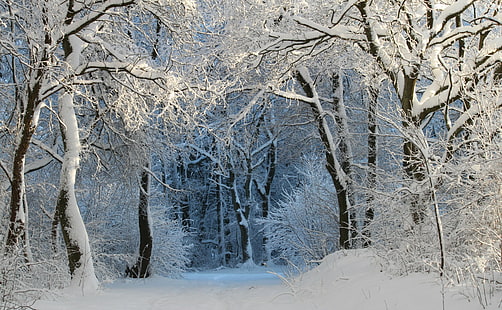 계절, 겨울, 자연, 화이트, 나무, 숲, 감기, 트레일, 눈, 눈이, 멀리, 하이킹, 숲, 겨울, 눈 마법, 겨울 마술, 겨울 꿈, 겨울 숲, 숲길, 숲으로,숲의 가장자리, HD 배경 화면 HD wallpaper