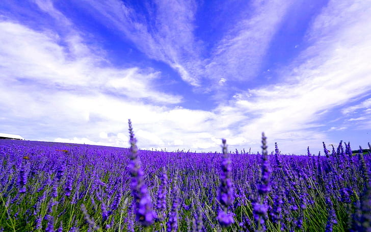 Beautiful Field Of Lavender, susana, meadow, lavender, flowers, blossoms, field, fields, purple, friend, gift, nature and landscapes, HD wallpaper