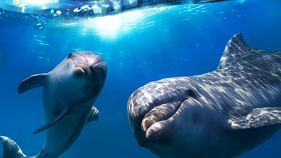 ฉลามวาฬสีเทาโลมาใต้น้ำแหล่งดำน้ำที่ดีที่สุด, วอลล์เปเปอร์ HD HD wallpaper