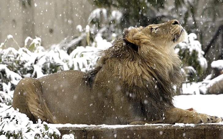 fotografia di leone di montagna, leone, neve, verso il basso, gatto grande, predatore, Sfondo HD