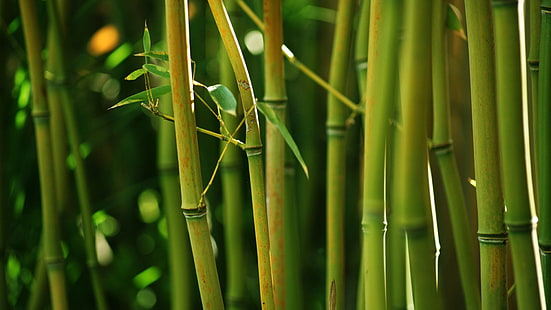 green bamboo, nature, bamboo, depth of field, closeup, HD wallpaper HD wallpaper