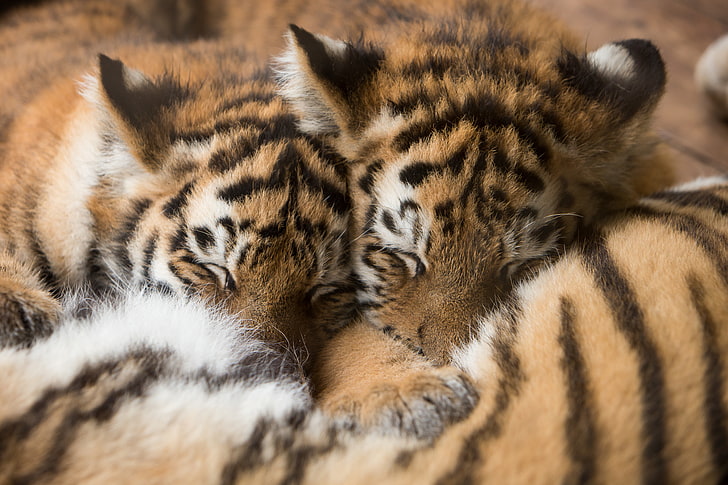 two brown tiger cubs, cats, tiger, sleep, kittens, fur, the cubs, Amur, cubs, HD wallpaper