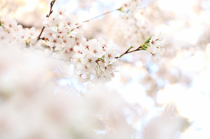 Flowers, Blossom, Blur, Branch, Cherry Blossom, Flower, Nature, White Flower, HD wallpaper