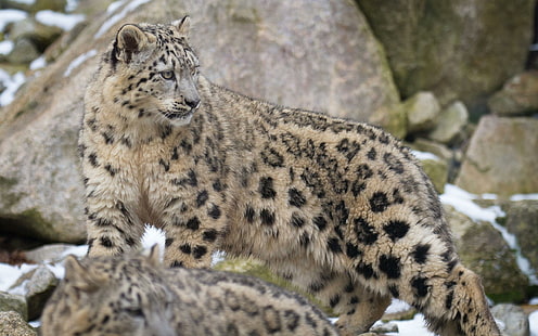 Snow Leopard Wild Cat Download, fawn och svart leopard djur, katter, nedladdning, leopard, snö, vild, HD tapet HD wallpaper