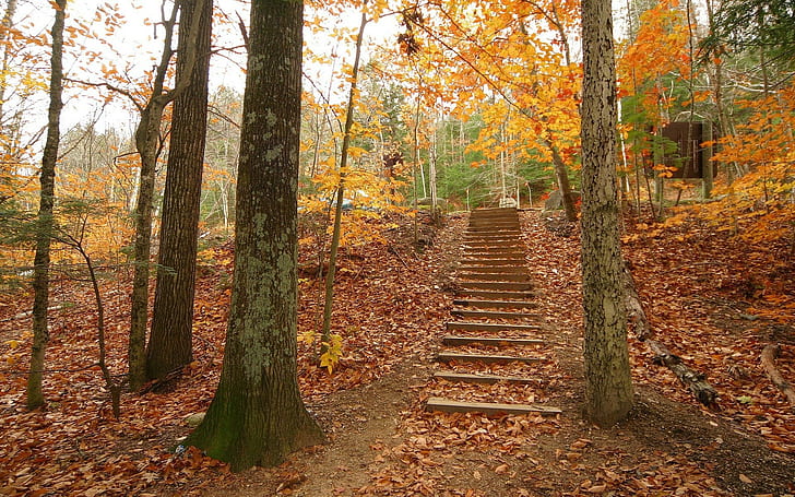 Wood, Trees, Steps, Autumn, Descent, Leaves, HD wallpaper | Wallpaperbetter