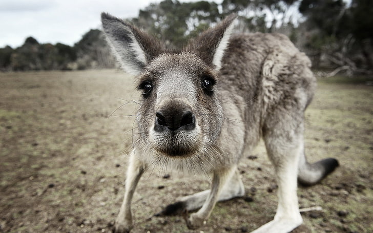 kangourou gris, kangourou, drôle, surprenant, nez, curieux, Fond d'écran HD