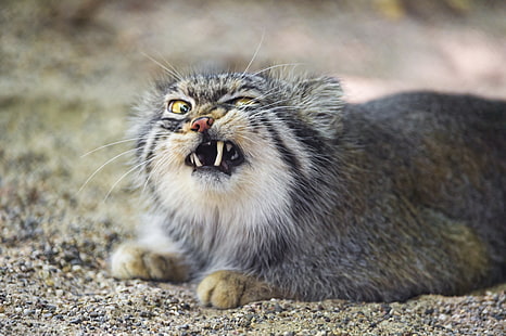 сива котешка, котка, зъби, манул, © Tambako The Jaguar, HD тапет HD wallpaper