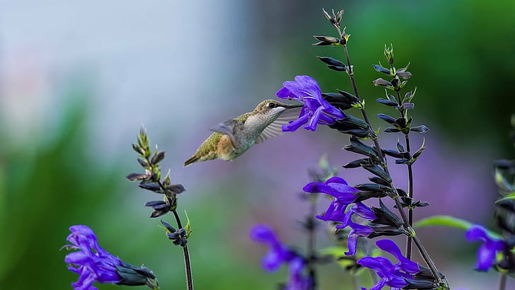 селективный фокус фотография зеленого колибри на фиолетовый цветок с лепестками, клюв, перо, HD обои