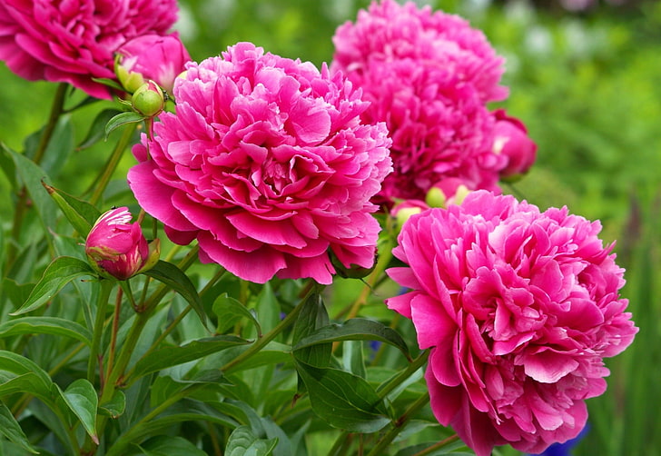 HD wallpaper peony flowers soft pink petal romance nature blossom   Wallpaper Flare