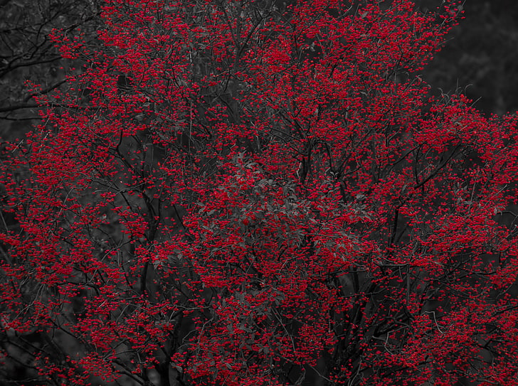 Árbol con pequeños frutos rojos, árboles rojos y marrones, Aero, negro, con, pequeño, árbol, frutos, Fondo de pantalla HD