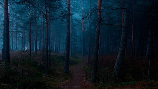 лес, лесистая местность, сумерки, природа, туман, тьма, дерево, утро, HD обои HD wallpaper