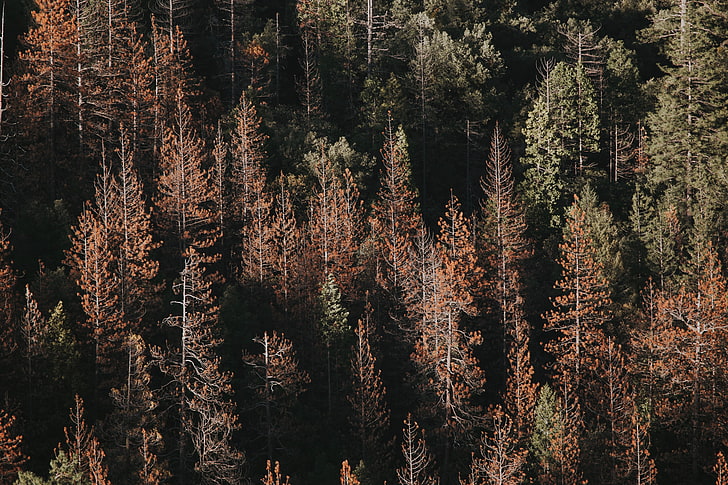 зеленые лиственные деревья, Йосемитский национальный парк, США, Северная Америка, сосны, природа, пейзаж, лес, дальний обзор, деревья, HD обои