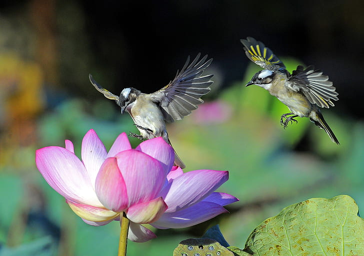 Vögel, Kolibri, Tier, Vogel, Blume, Lotus, HD-Hintergrundbild