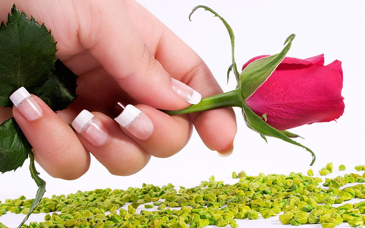 red rose, rose, flower, hand, manicures, stones, HD wallpaper