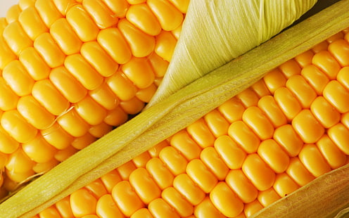 C'est du maïs, gros plan, jaune, légume, nourriture, grain, maïs, 3d et abstrait, Fond d'écran HD HD wallpaper