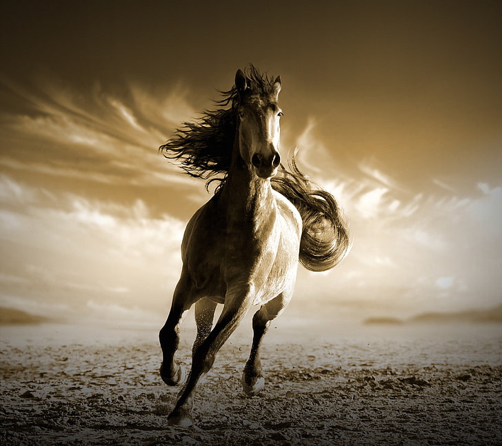 Laufendes Pferd, HD-Hintergrundbild