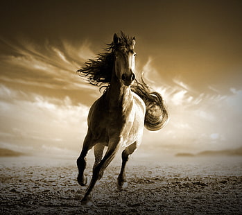Running Horse, HD wallpaper HD wallpaper