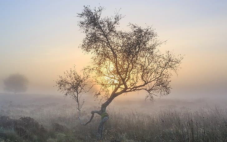 árboles, naturaleza, paisaje, luz solar, niebla, mañana, amanecer, campo, Fondo de pantalla HD