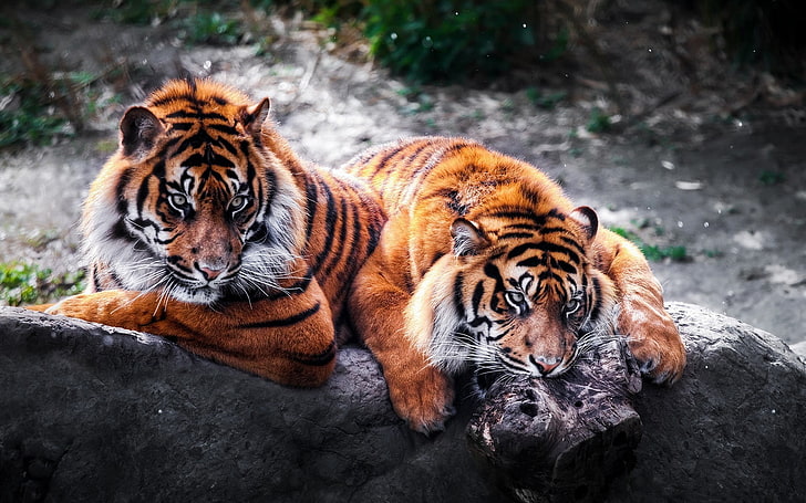 two orange tigers, tiger, animals, HD wallpaper