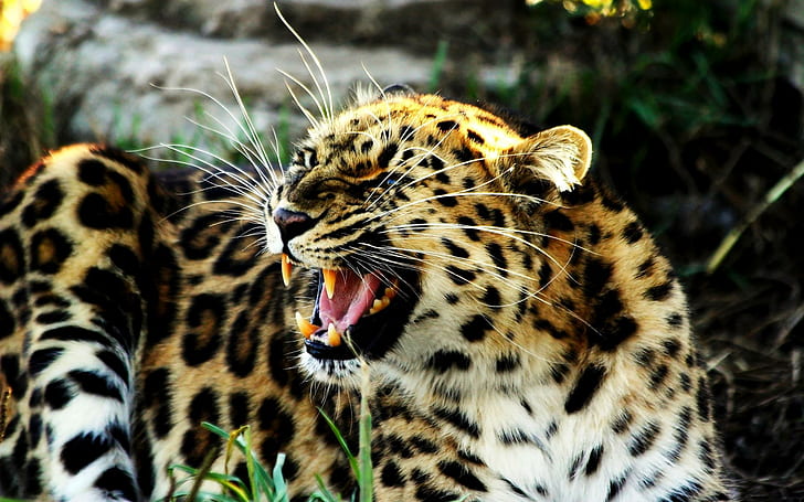 Snarling Leopard, morrande, leopard, djurliv, rovdjur, arg, djur, HD tapet