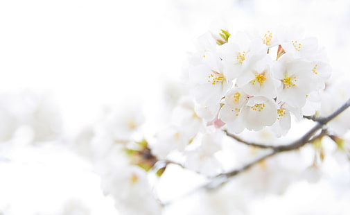 White Cherry Plum Flowers, бели цветя, Aero, White, Cherry, Flowers, Plum, HD тапет HD wallpaper